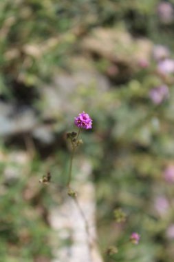 Boerhavia diferusa, yaban domuzu ya da Punarnava