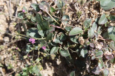 Boerhavia diferusa, yaban domuzu ya da Punarnava