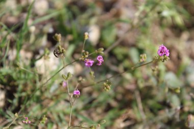 Boerhavia diferusa, yaban domuzu ya da Punarnava