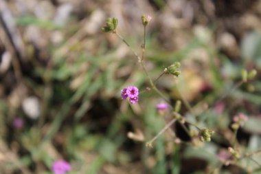 Boerhavia diferusa, yaban domuzu ya da Punarnava