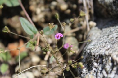 Boerhavia diferusa, yaban domuzu ya da Punarnava