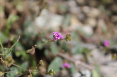 Boerhavia diferusa, yaban domuzu ya da Punarnava