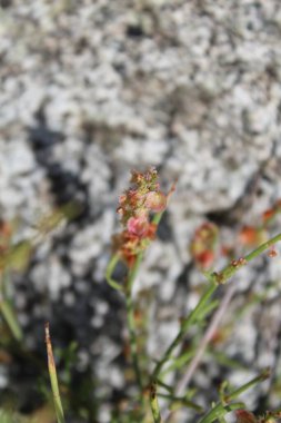 Rumex hastahanesi ya da Arrowleaf Rıhtımı