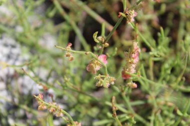 Rumex hastahanesi ya da Arrowleaf Rıhtımı