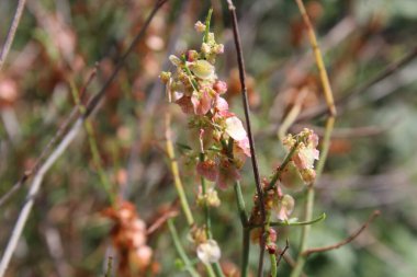 Rumex hastahanesi ya da Arrowleaf Rıhtımı