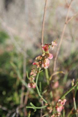 Rumex hastahanesi ya da Arrowleaf Rıhtımı