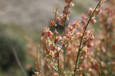 Rumex hastahanesi ya da Arrowleaf Rıhtımı