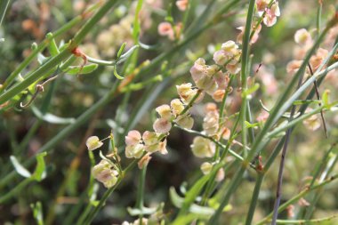 Rumex hastahanesi ya da Arrowleaf Rıhtımı