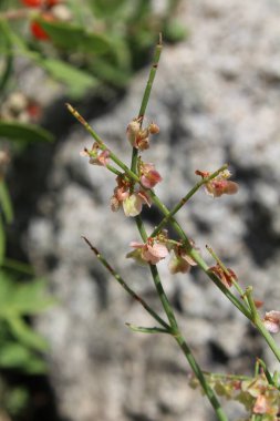 Rumex hastahanesi ya da Arrowleaf Rıhtımı