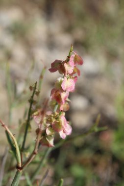 Rumex hastahanesi ya da Arrowleaf Rıhtımı