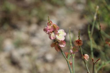Rumex hastahanesi ya da Arrowleaf Rıhtımı