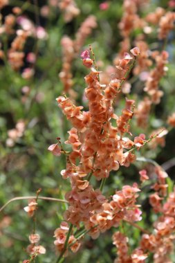 Rumex hastahanesi ya da Arrowleaf Rıhtımı