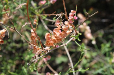 Rumex hastahanesi ya da Arrowleaf Rıhtımı