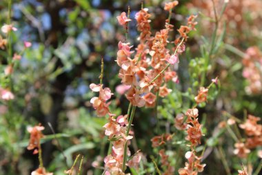 Rumex hastahanesi ya da Arrowleaf Rıhtımı