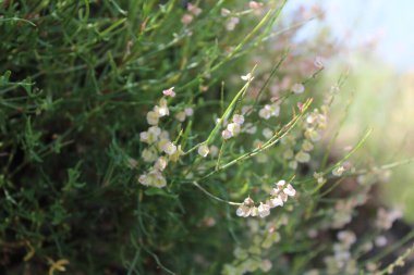 Rumex hastahanesi ya da Arrowleaf Rıhtımı