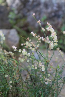 Rumex hastahanesi ya da Arrowleaf Rıhtımı