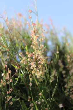 Rumex hastahanesi ya da Arrowleaf Rıhtımı