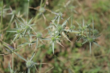 Eryngium amethystinum, ametist eryngo veya Holly Denizi