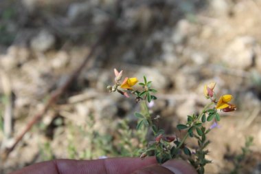 Silverpods bitkisi, Argyrolobium cinsi veya Lotus edulis.