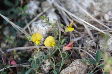 Silverpods bitkisi, Argyrolobium cinsi veya Lotus edulis.