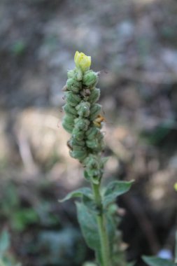 Büyük Mullein, Verbascum thapsus veya tüylü bitki
