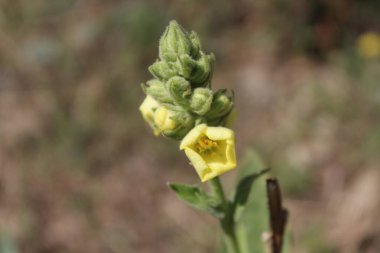 Büyük Mullein, Verbascum thapsus veya tüylü bitki