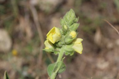 Büyük Mullein, Verbascum thapsus veya tüylü bitki