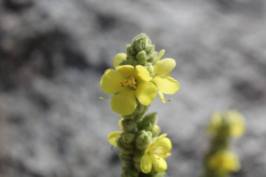 Büyük Mullein, Verbascum thapsus veya tüylü bitki