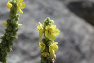 Büyük Mullein, Verbascum thapsus veya tüylü bitki