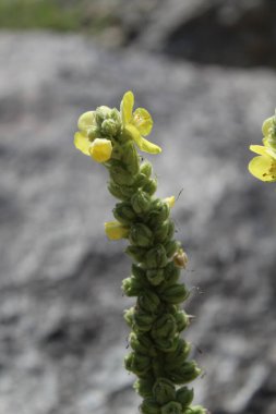 Büyük Mullein, Verbascum thapsus veya tüylü bitki