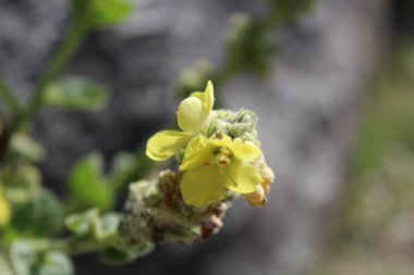 Büyük Mullein, Verbascum thapsus veya tüylü bitki