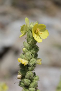 Büyük Mullein, Verbascum thapsus veya tüylü bitki