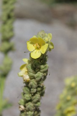 Büyük Mullein, Verbascum thapsus veya tüylü bitki