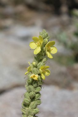 Büyük Mullein, Verbascum thapsus veya tüylü bitki