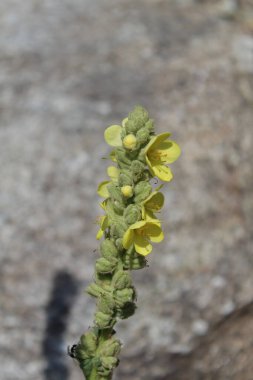 Büyük Mullein, Verbascum thapsus veya tüylü bitki