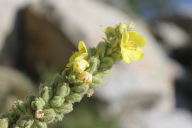 Büyük Mullein, Verbascum thapsus veya tüylü bitki