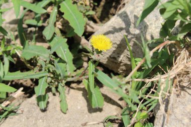 Dikenli dişi domuz, Sonchus asper veya Sonchus oleraceus