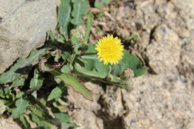 Dikenli dişi domuz, Sonchus asper veya Sonchus oleraceus