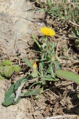 Dikenli dişi domuz, Sonchus asper veya Sonchus oleraceus