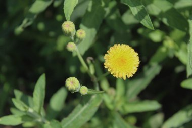 Dikenli dişi domuz, Sonchus asper veya Sonchus oleraceus