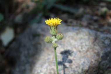 Dikenli dişi domuz, Sonchus asper veya Sonchus oleraceus