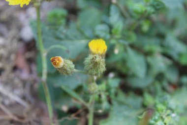 Dikenli dişi domuz, Sonchus asper veya Sonchus oleraceus