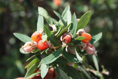 Daphne gnidium, Alpine Daphne veya Daphne Alpina.