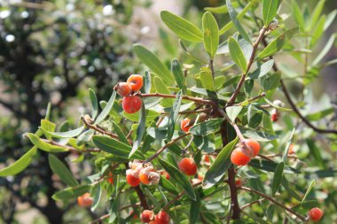 Daphne gnidium, Alpine Daphne veya Daphne Alpina.