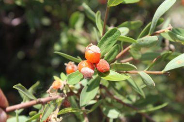 Daphne gnidium, Alpine Daphne veya Daphne Alpina.