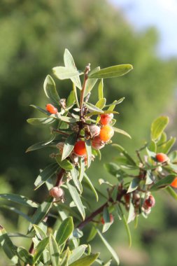 Daphne gnidium, Alpine Daphne veya Daphne Alpina.
