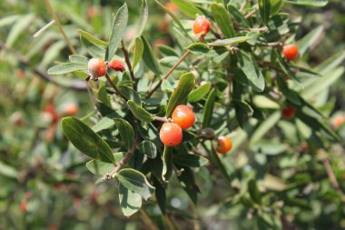 Daphne gnidium, Alpine Daphne veya Daphne Alpina.