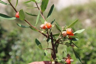 Daphne gnidium, Alpine Daphne veya Daphne Alpina.