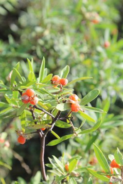 Daphne gnidium, Alpine Daphne veya Daphne Alpina.