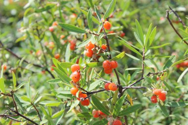 Daphne gnidium, Alpine Daphne veya Daphne Alpina.